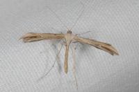 Emmelina monodactyla