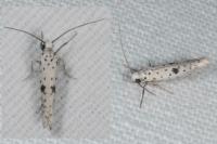 Yponomeuta plumbella