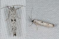 Yponomeuta plumbella
