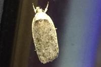 Agonopterix scopariella