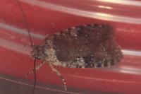 Agonopterix purpurea