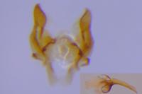 Isophrictis corsicella