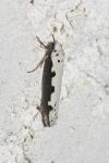 Ethmia bipunctella