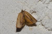 Cacoecimorpha pronubana