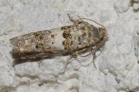 Epiblema gr. sticticana