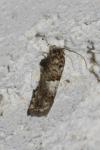 Epiblema gr. sticticana