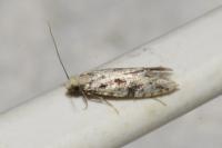 Nemapogon