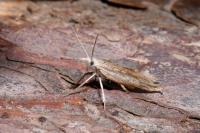 Ypsolopha mucronella