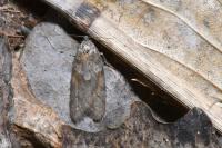 Tortricodes alternella