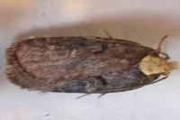 Agonopterix liturosa