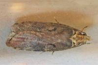 Agonopterix liturosa