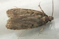 Agonopterix liturosa