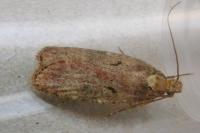 Agonopterix liturosa