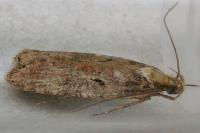 Agonopterix liturosa