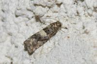 Epiblema gr. sticticana