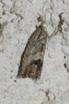 Cydia splendana