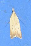 Dichomeris limosella
