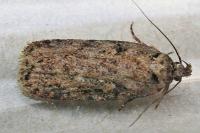 Depressaria douglasella