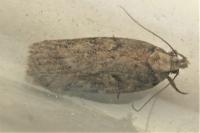 Depressaria douglasella