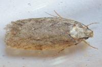 Depressaria douglasella