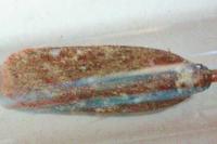 Depressaria olerella