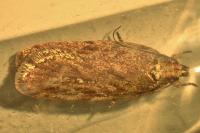 Depressaria olerella