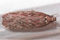 Depressaria olerella