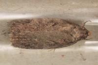 Depressaria olerella