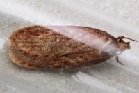 Depressaria olerella