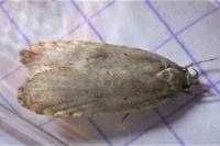 Agonopterix ciliella