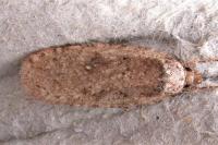 Agonopterix ciliella