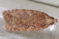 Agonopterix ciliella