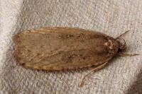 Agonopterix ciliella