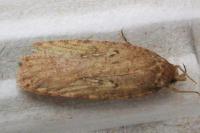 Agonopterix heracliana