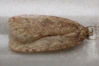 Agonopterix heracliana