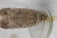 Agonopterix heracliana