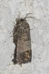 Cydia pomonella