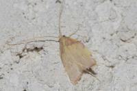 Carcina quercana