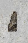 Cydia splendana
