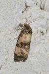 Cochylichroa atricapitana