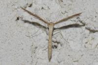Stenoptilia