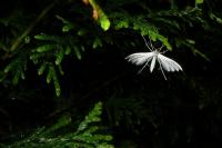 Pterophorus pentadactylus