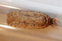 Agonopterix heracliana