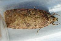 Agonopterix heracliana