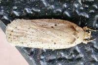 Agonopterix yeatiana