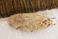 Agonopterix atomella