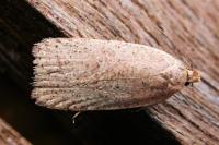 Agonopterix atomella