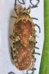 Agonopterix purpurea