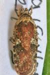 Agonopterix purpurea