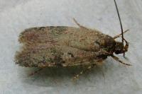 Agonopterix purpurea